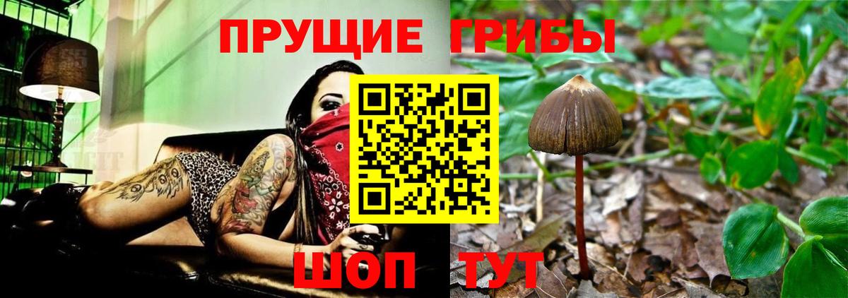Псилоцибиновые грибы GOLDEN TEACHER  купить наркотик  Карпинск  Галлюциногенные грибы MAGIC MUSHROOMS  Вход с VPN 